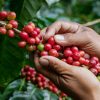 鐵比卡（typica）